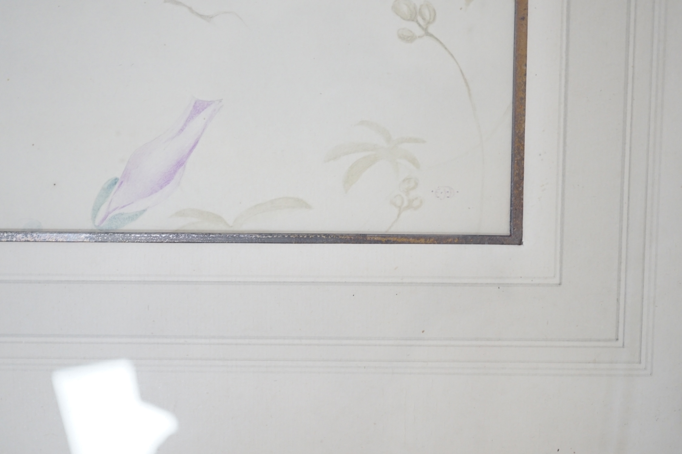 Edward Julius Detmold (1883-1957), watercolour, 'Three love birds', Museum Galleries label verso, 28 x 36cm. Condition - fair to good